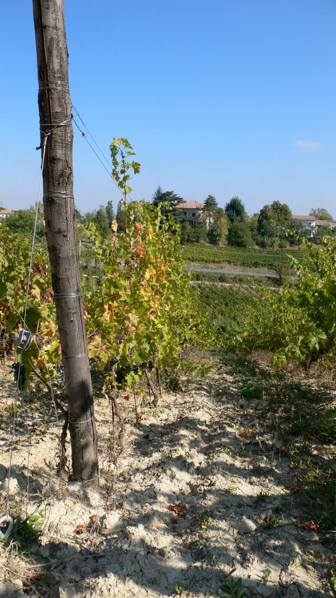 Pallavicini *